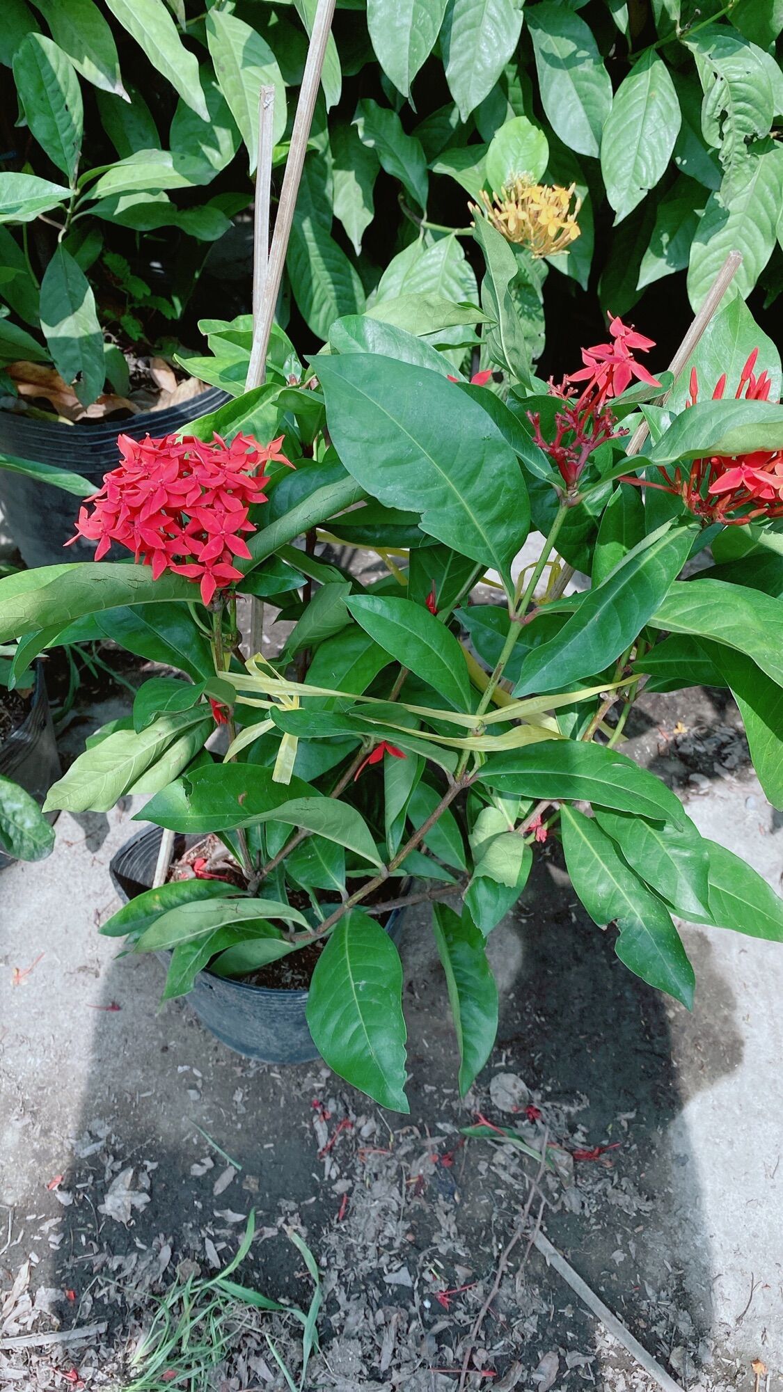 Cây Hoa Trang Mỹ Màu Đỏ