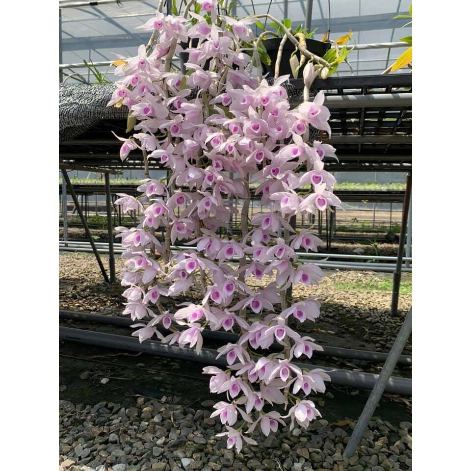 Phi Điệp Họng Hồng Cây Trung