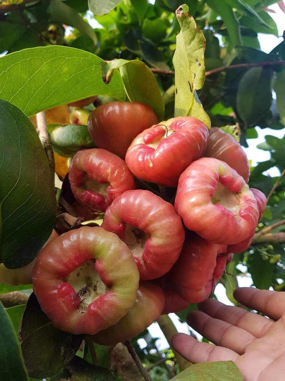 CÂY GIỐNG mận hồng đào đá xưa bao chuẩn giống. cây cao khoẻ