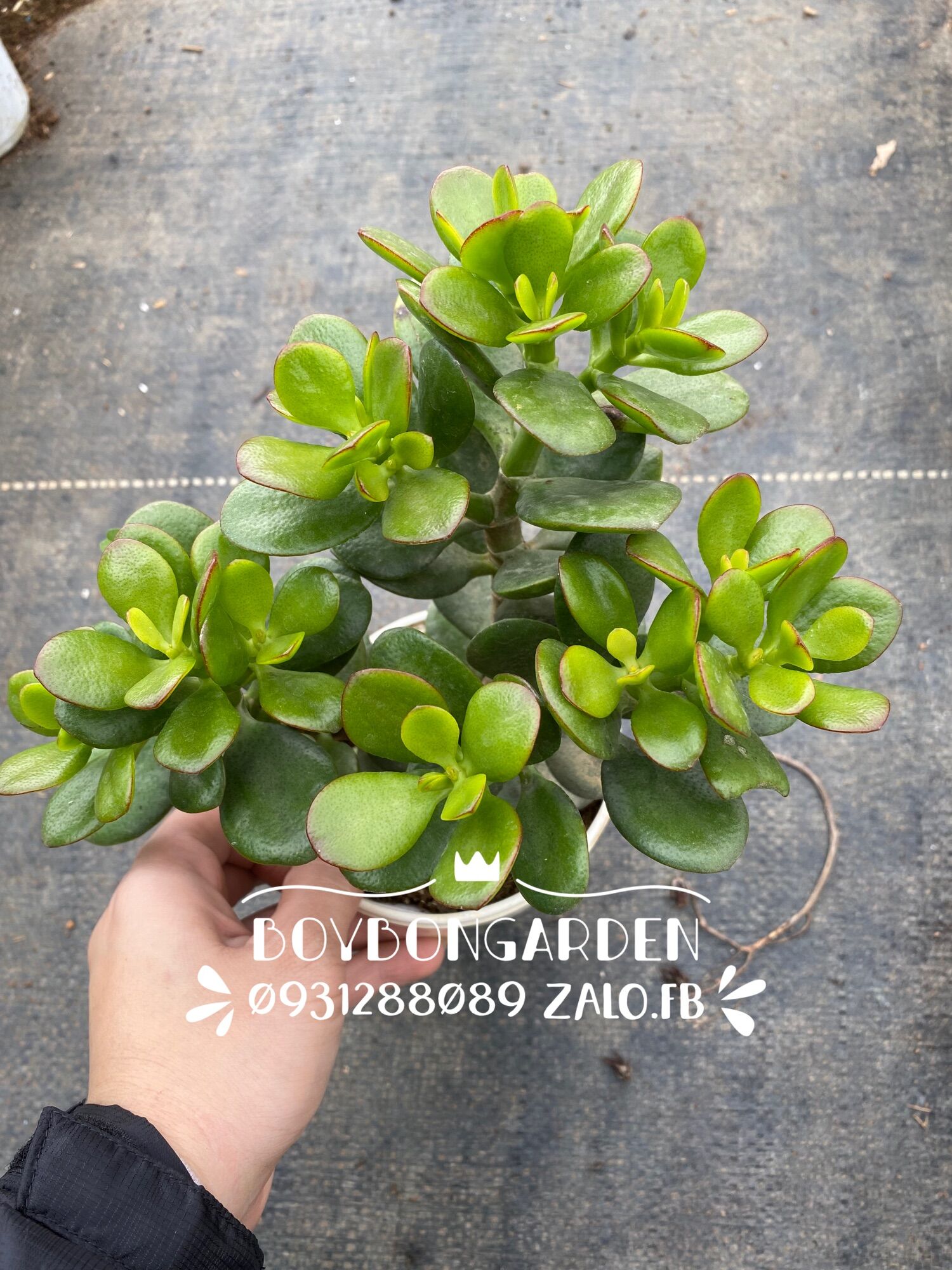 Cây sen đá thạch bích lá nhỏ gốc già thụ