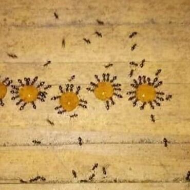 thuốc diệt kiến 🐜🐜🐜 sinh học loại đậm đặc