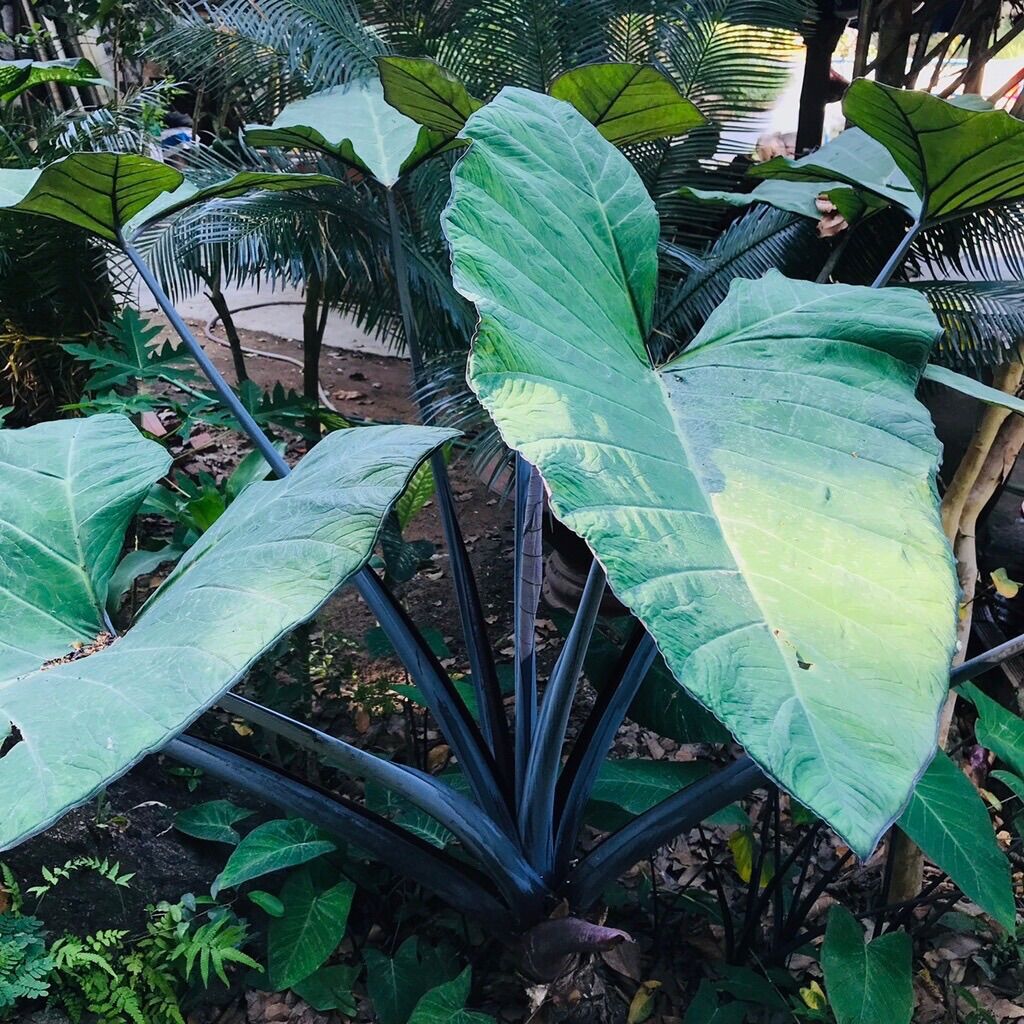 Cây khoai môn tím, môn đỏ