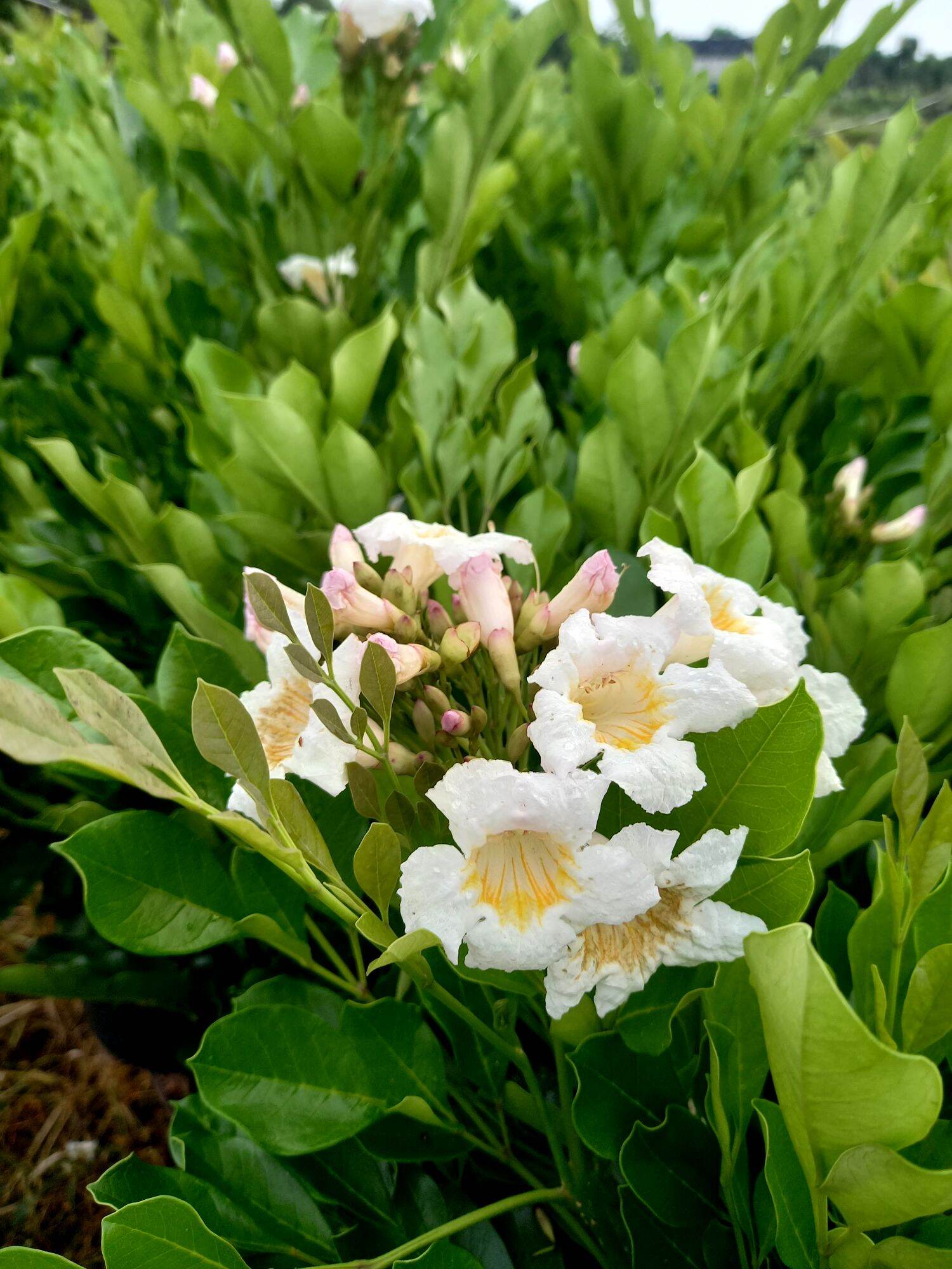 Cây nguyệt quế thái hoa to thơm