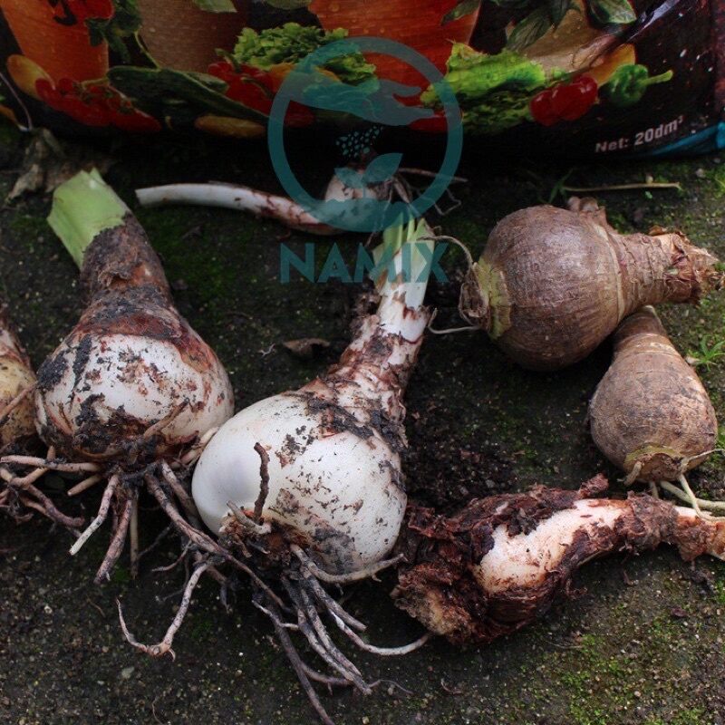 10 củ Huệ cánh Kép