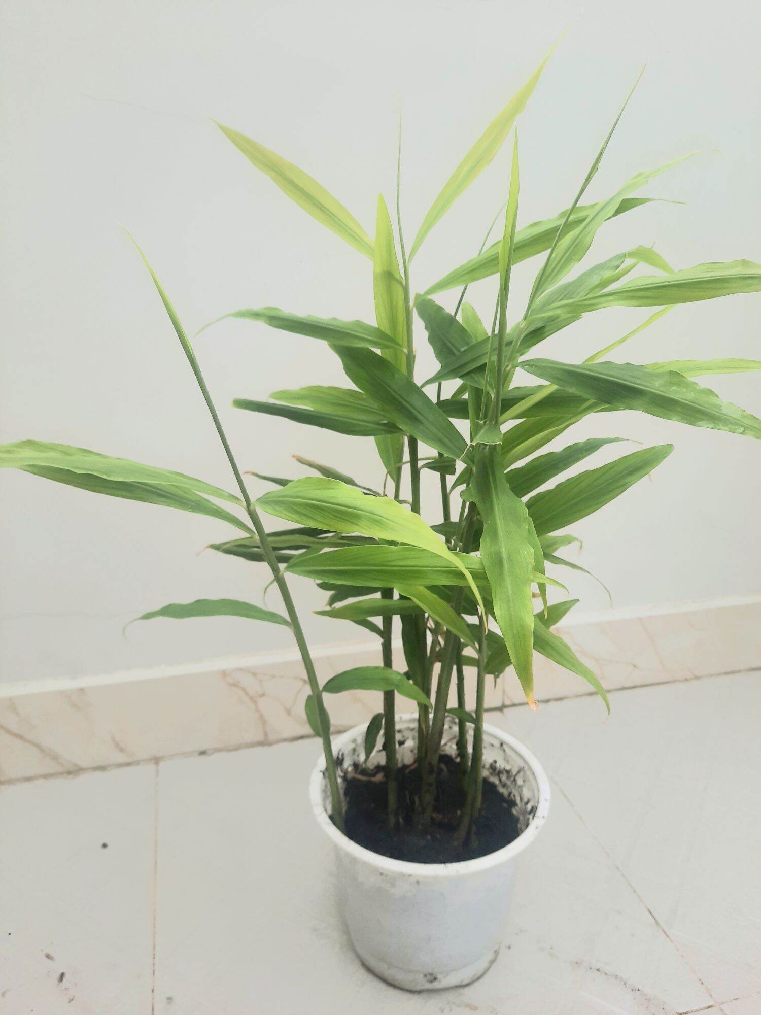 Hcm _ chậu cây gừng