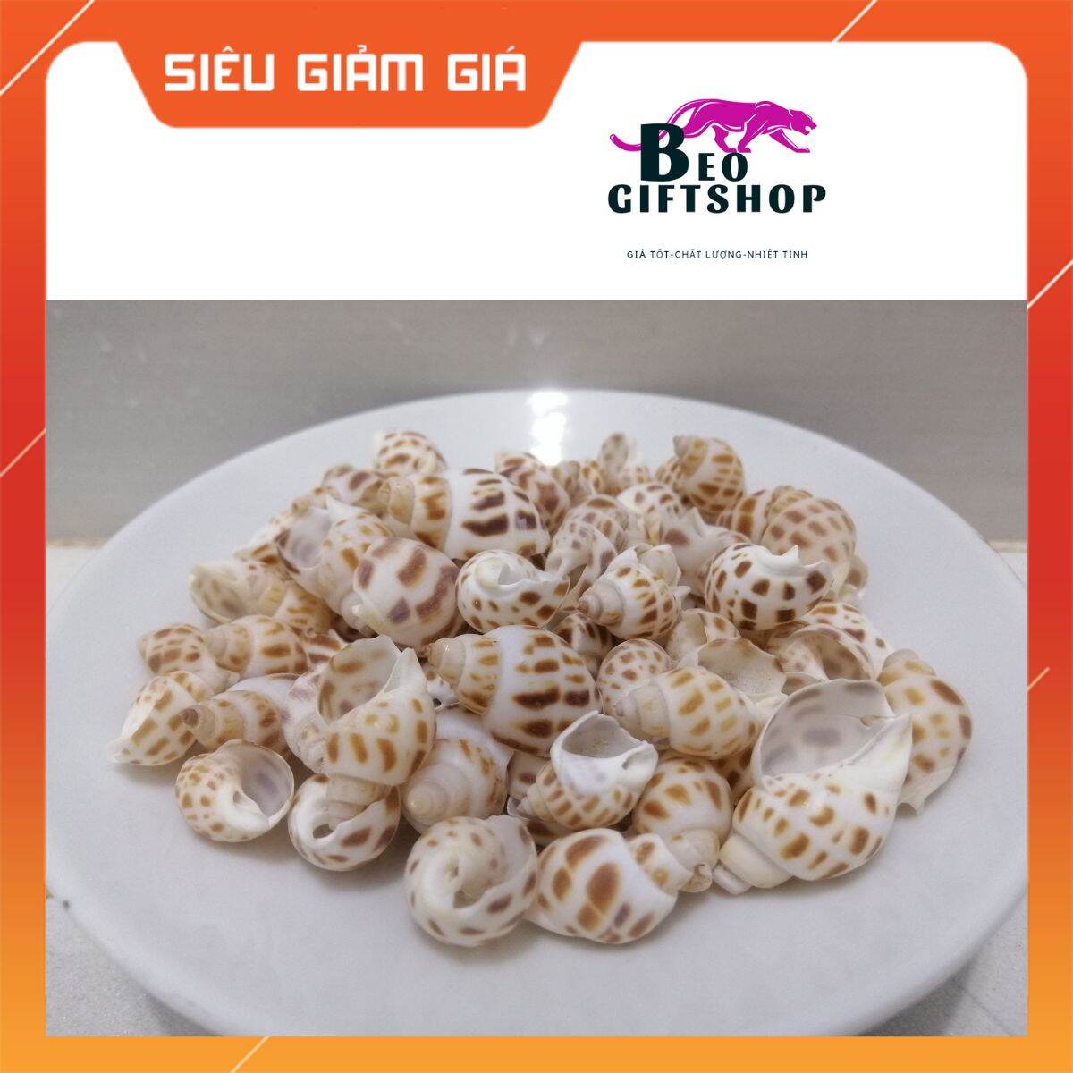 VỎ ỐC HƯƠNG, VỎ ỐC BIỂN TRANG TRÍ HỒ CÁ, TIỂU CẢNH, MÔ HÌNH. SET 100 GRAM