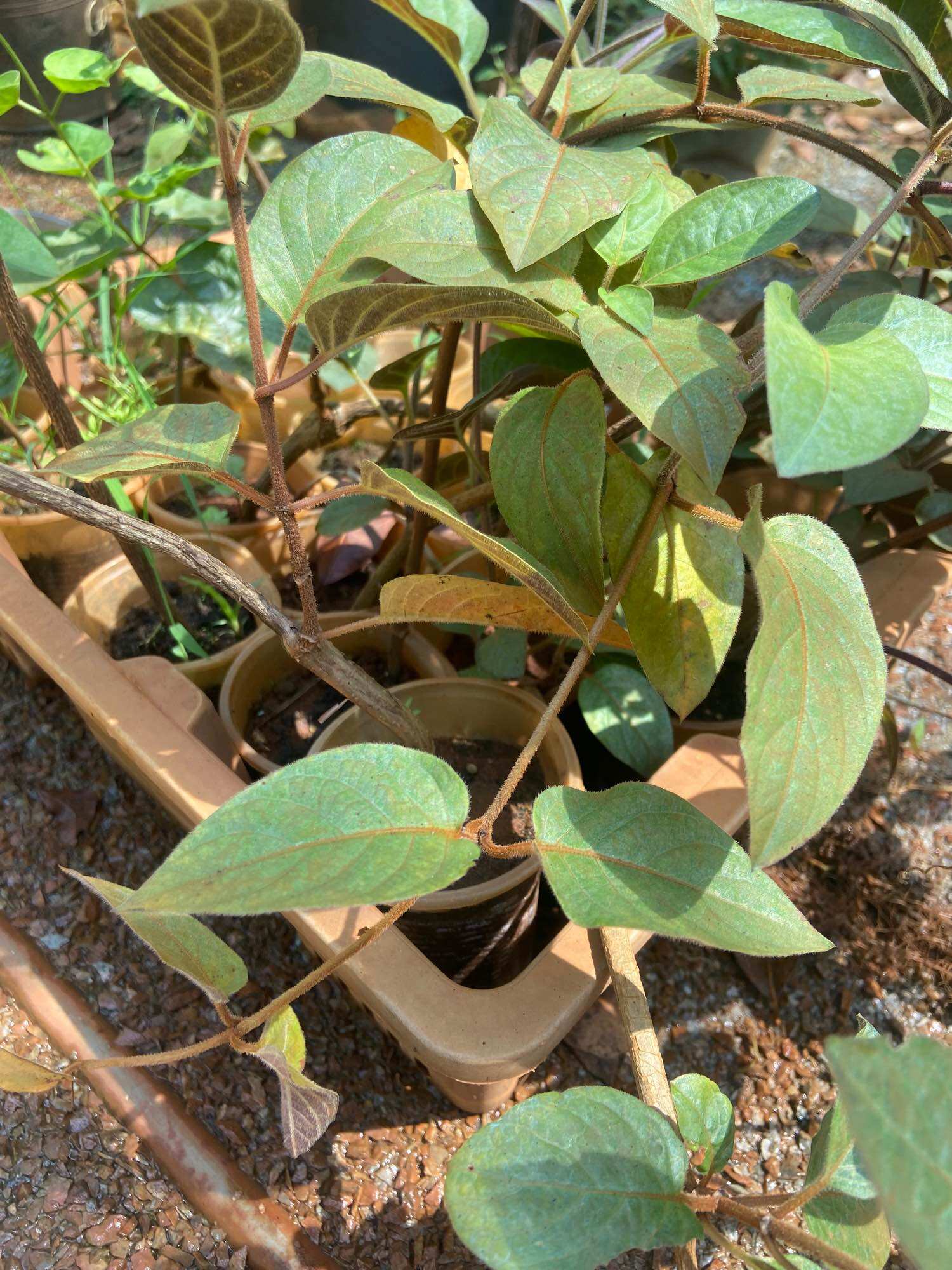 Cây giống lá mơ lông