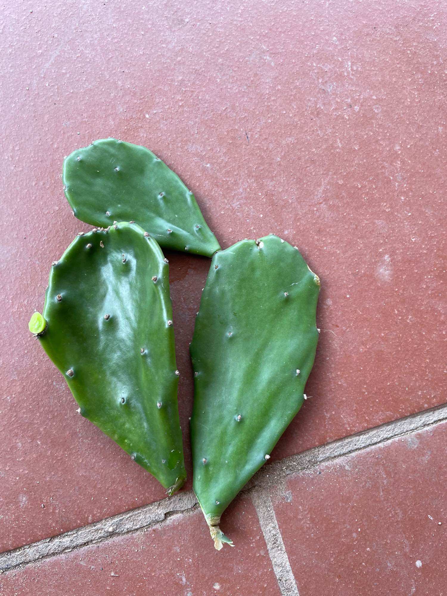 Xương rồng cactus yellow