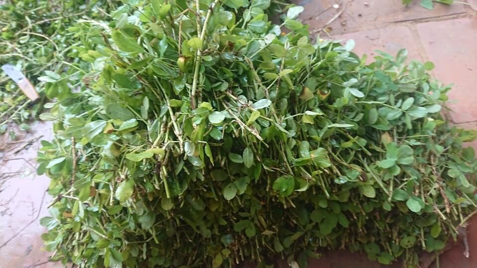 1kg cành cỏ lạc hom cỏ lạc làm giống