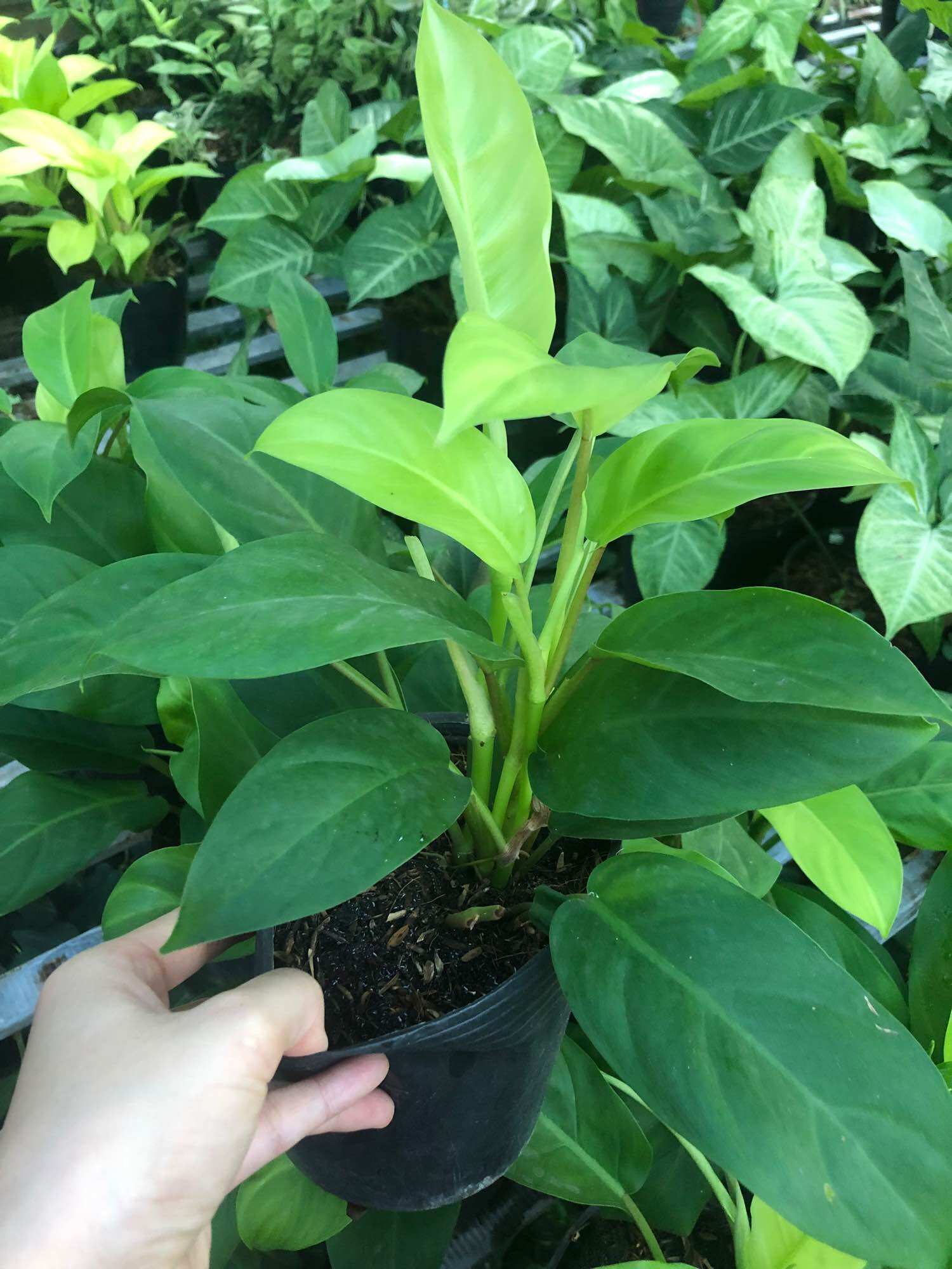 Cây trầu bà trụ lá xanh