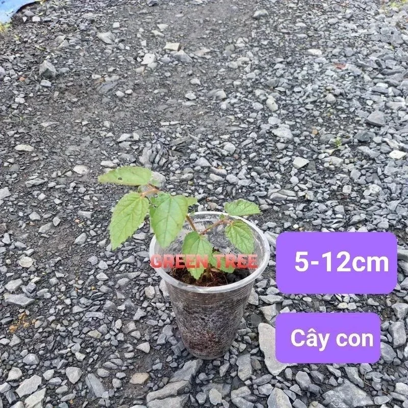 1 cây giống trứng cá