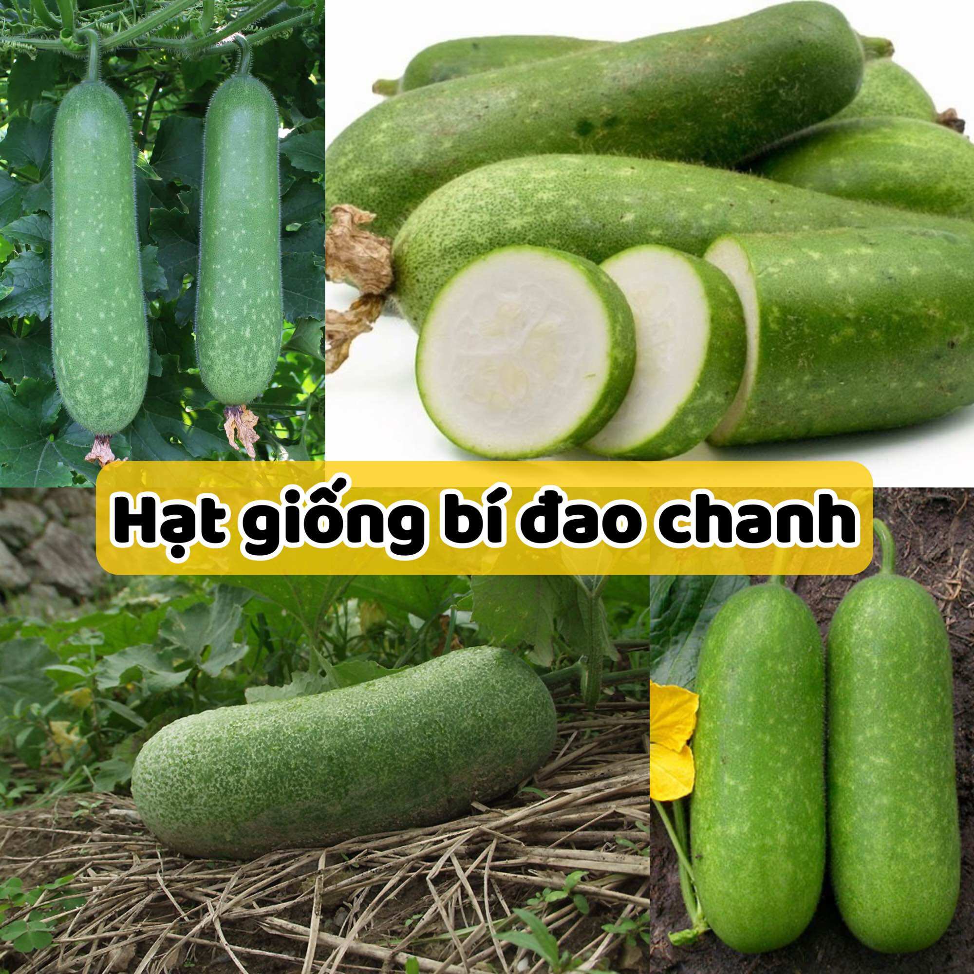 Hạt giống bí đao chanh F1 - Dễ Trồng, Trồng Quanh Năm