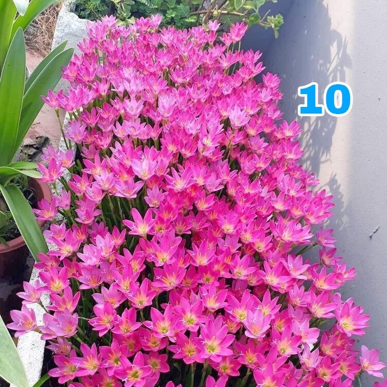 1kg củ huệ mưa, củ hoa tóc tiên