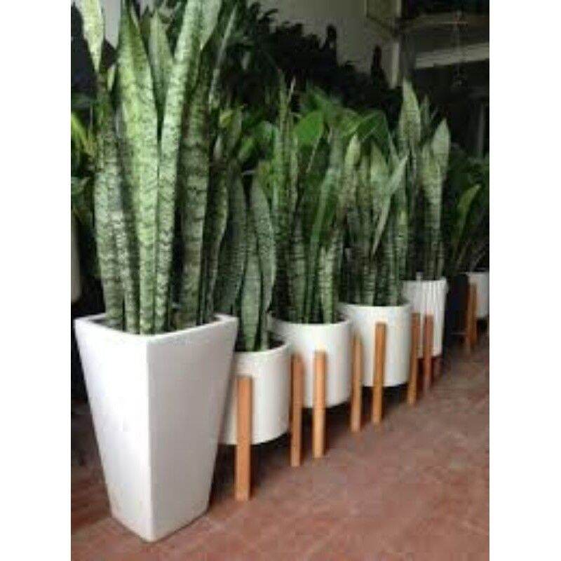 Combo 3 cây lưỡi hổ dài 30cm