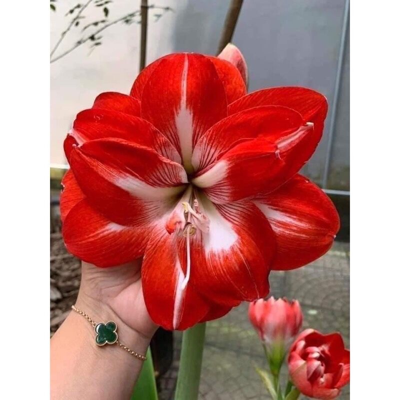 Củ huệ kép hoa tết