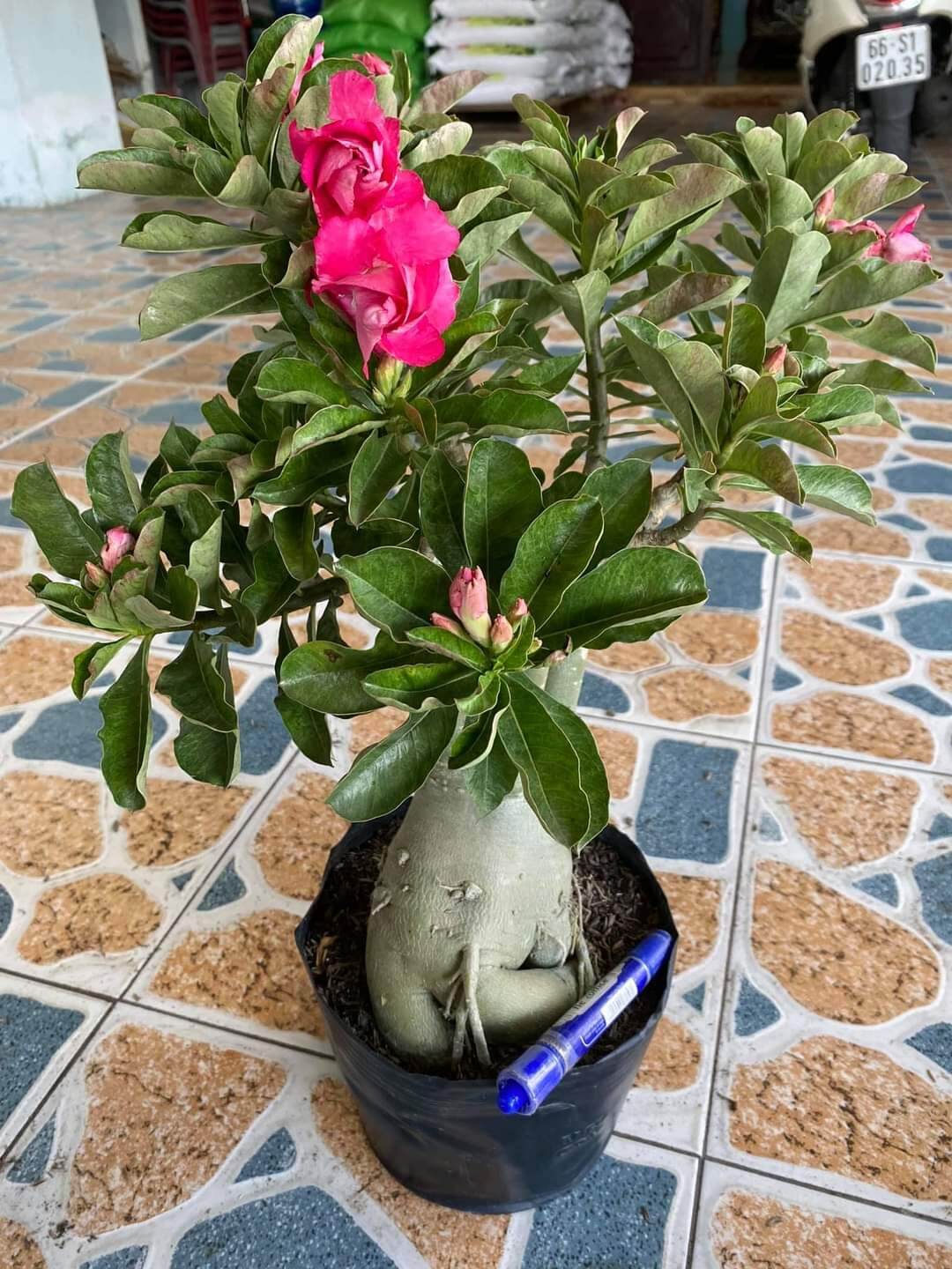 Bong Garden_ Sứ Hồng Ngọc