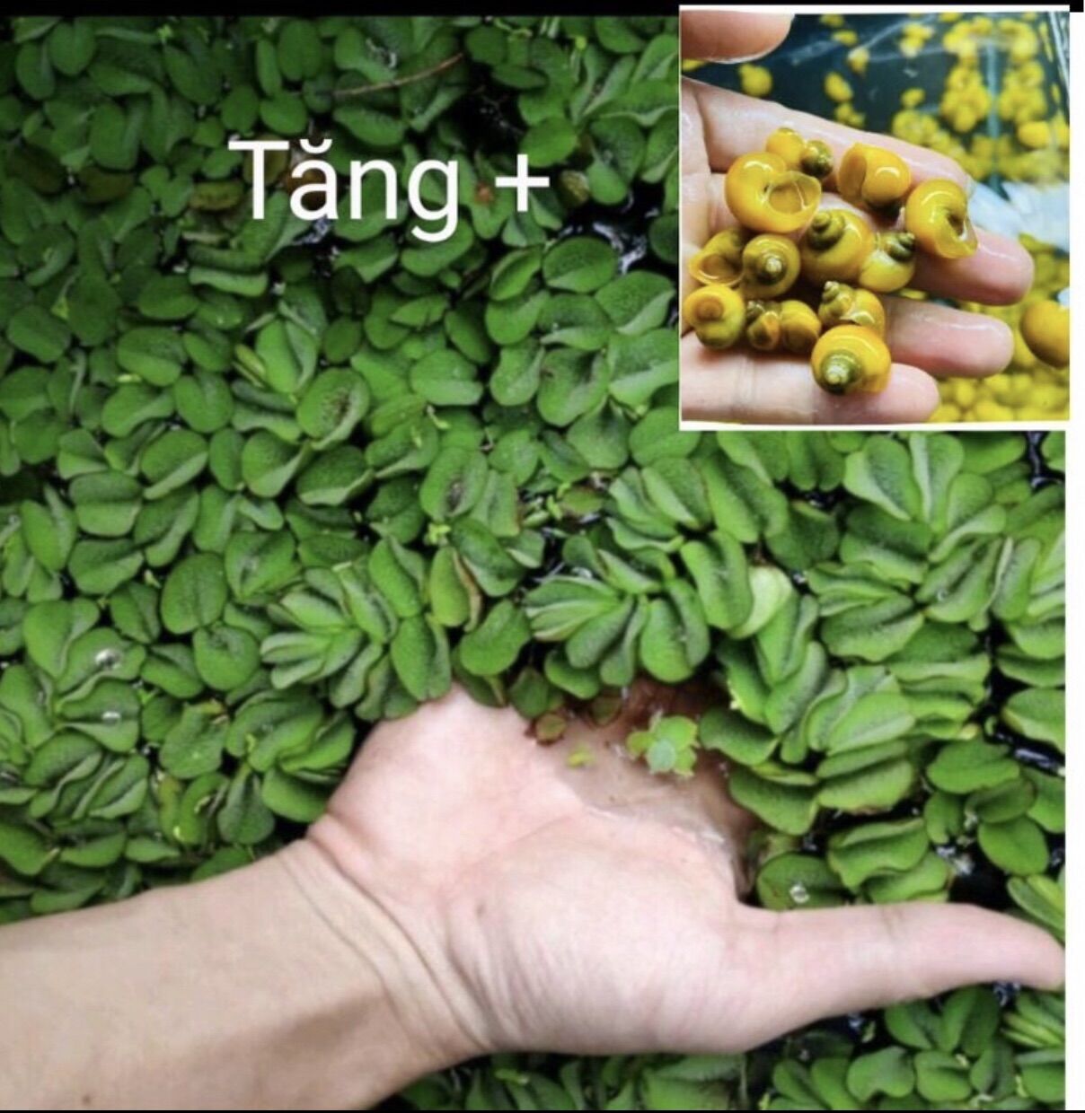 Bèo cho ốc táo vàng +20e ốc mới nở