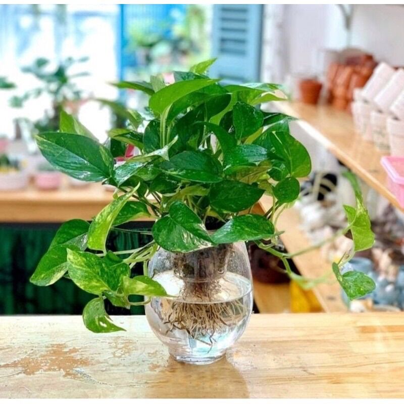 Cây TRẦU BÀ CON (trồng thủy sinh được), lá to, rễ khỏe.