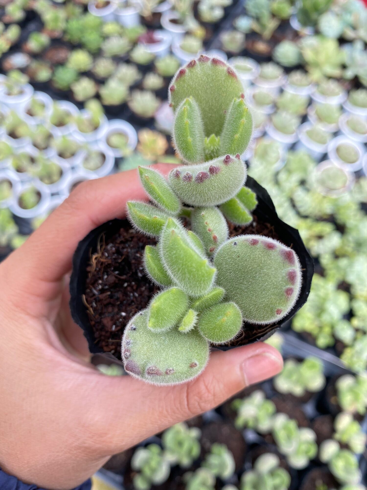 Sen đá tay gấu size bầu 5cm hư 1 đổi 1