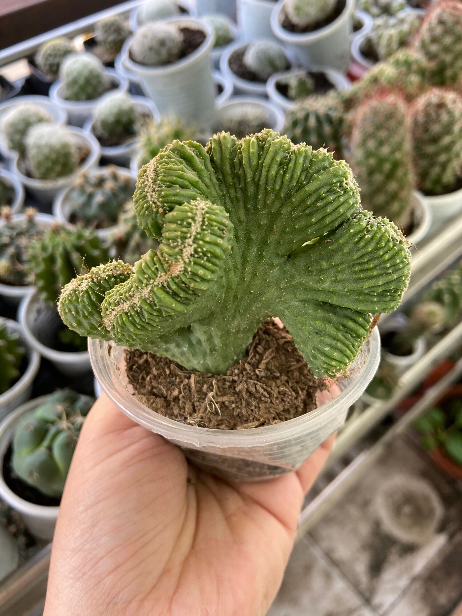 Xương Rồng Thanh Sơn Cress