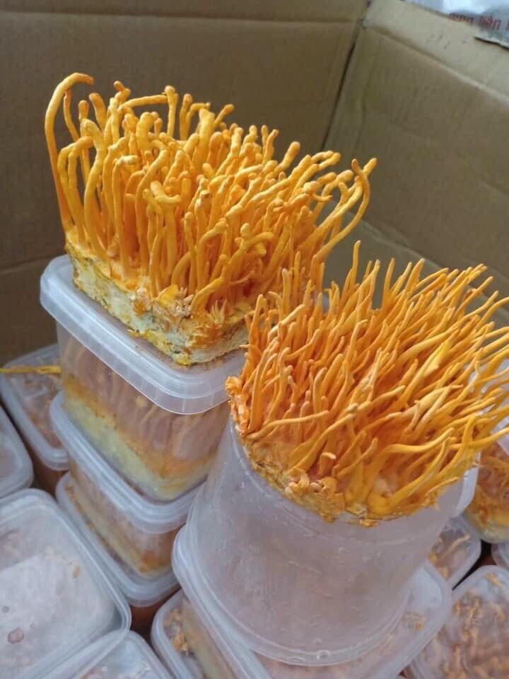 1 hộp nấm đông trùng hạ thảo