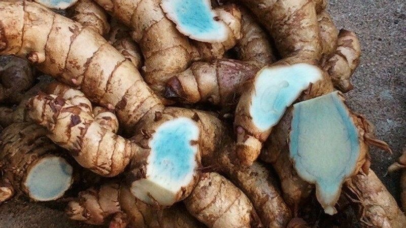 Củ nghệ đen tươi 100k/3kg