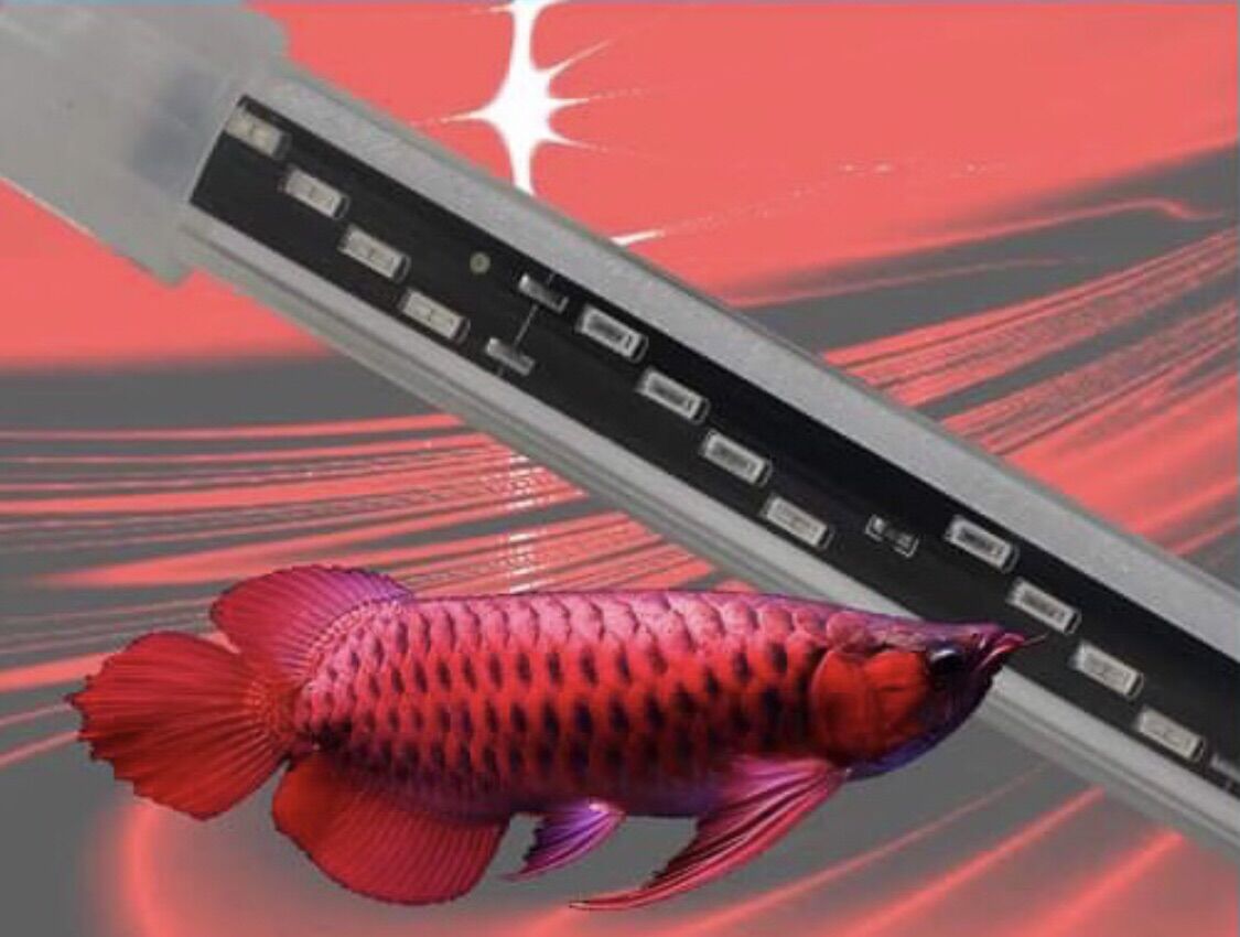 Đèn led dẹp 4 hàng bóng chéo cá rồng xuân meilong màu vàng 120cm.