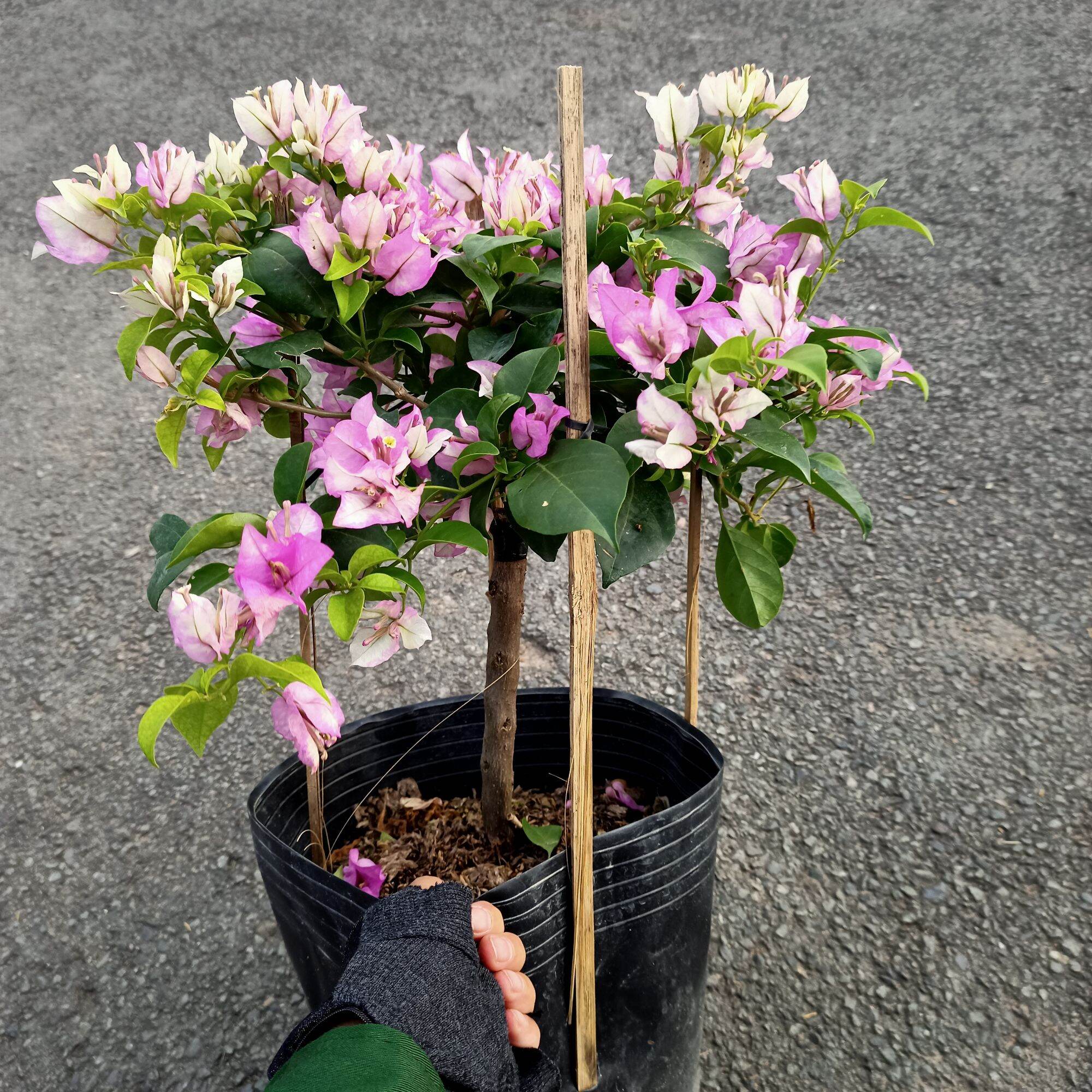 Chậu cây bông giấy tím tuyết dáng tree