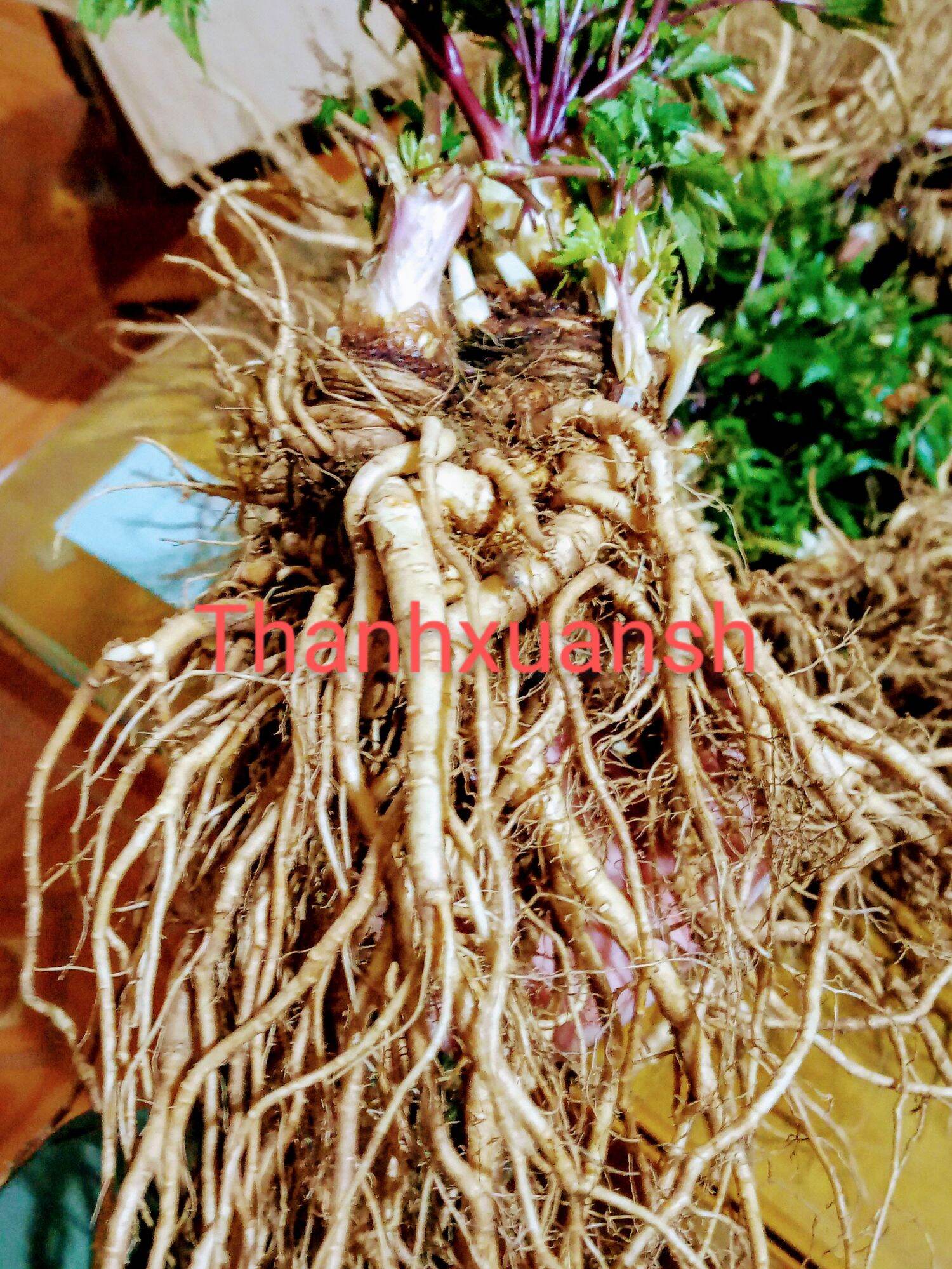 1kg Sâm đương quy tươi Sìn Hồ _ Lai Châu