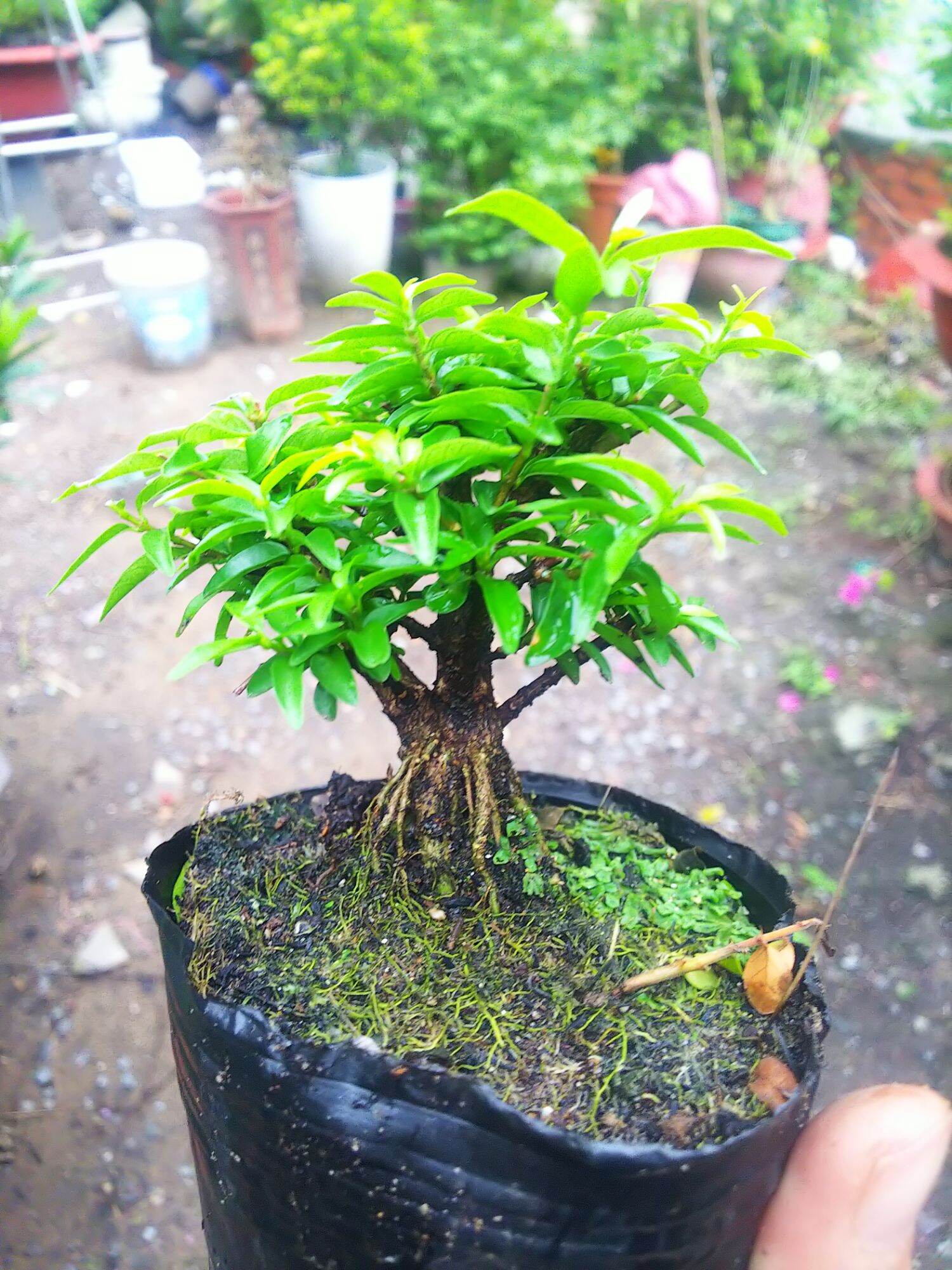 Mai chiếu thủy bonsai mini Tặng  phân tan chậm.