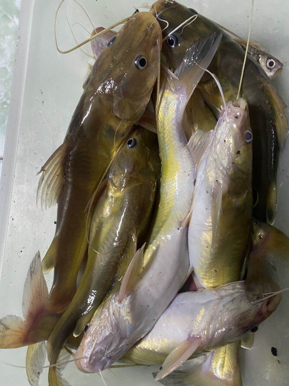 MỒI CÂU CÁ LĂNG SIÊU NHẠY 500g
