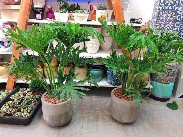 cây giống trầu bà thanh xuân