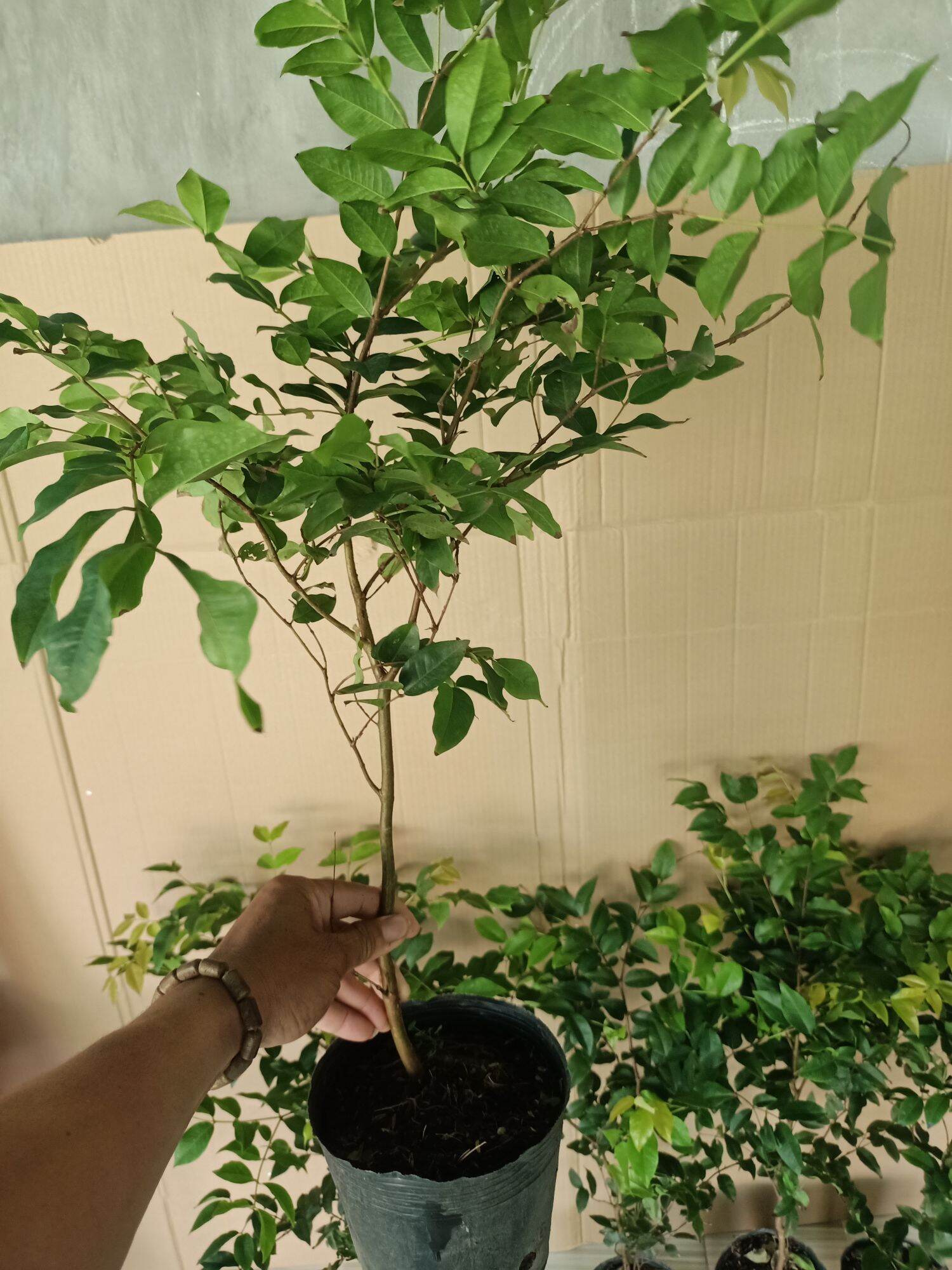 Nho thân gỗ tứ quý lá lớn