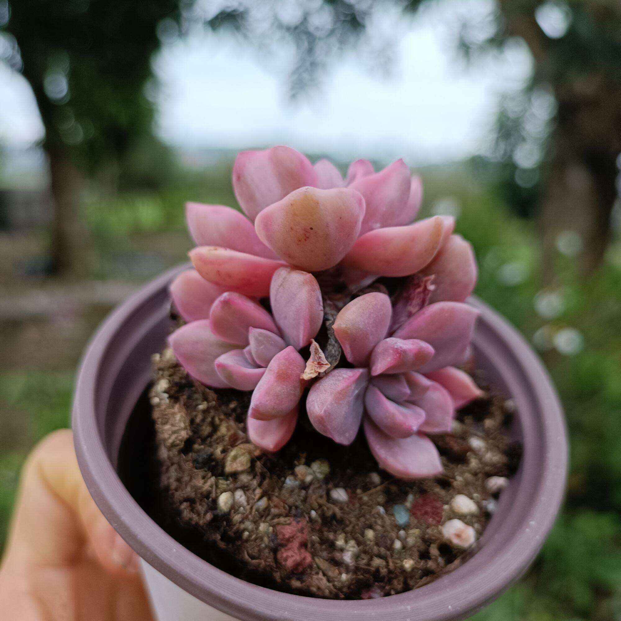 Sale 50%- Sen Đá Hồng Var - Đột Biến 1.