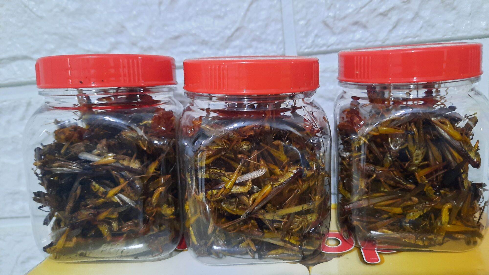 Cào cào sấy khô. combo 3 hủ. 60gram=3 hủ