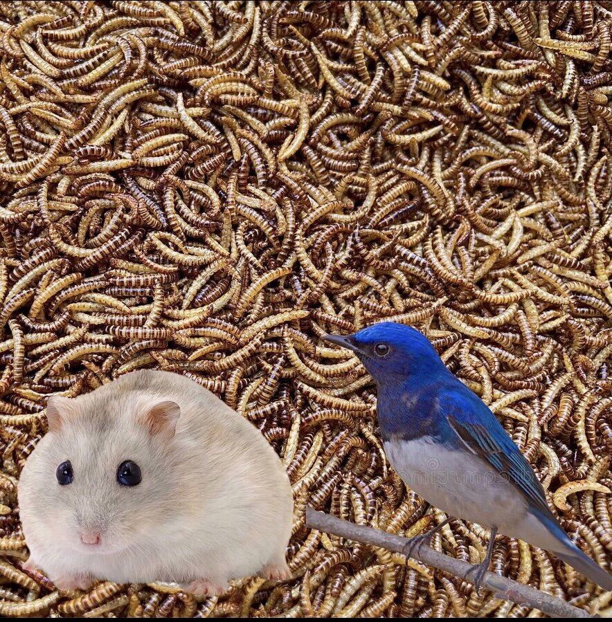 1kg Sâu gạo canxi cho hamster, nhím, sóc,…