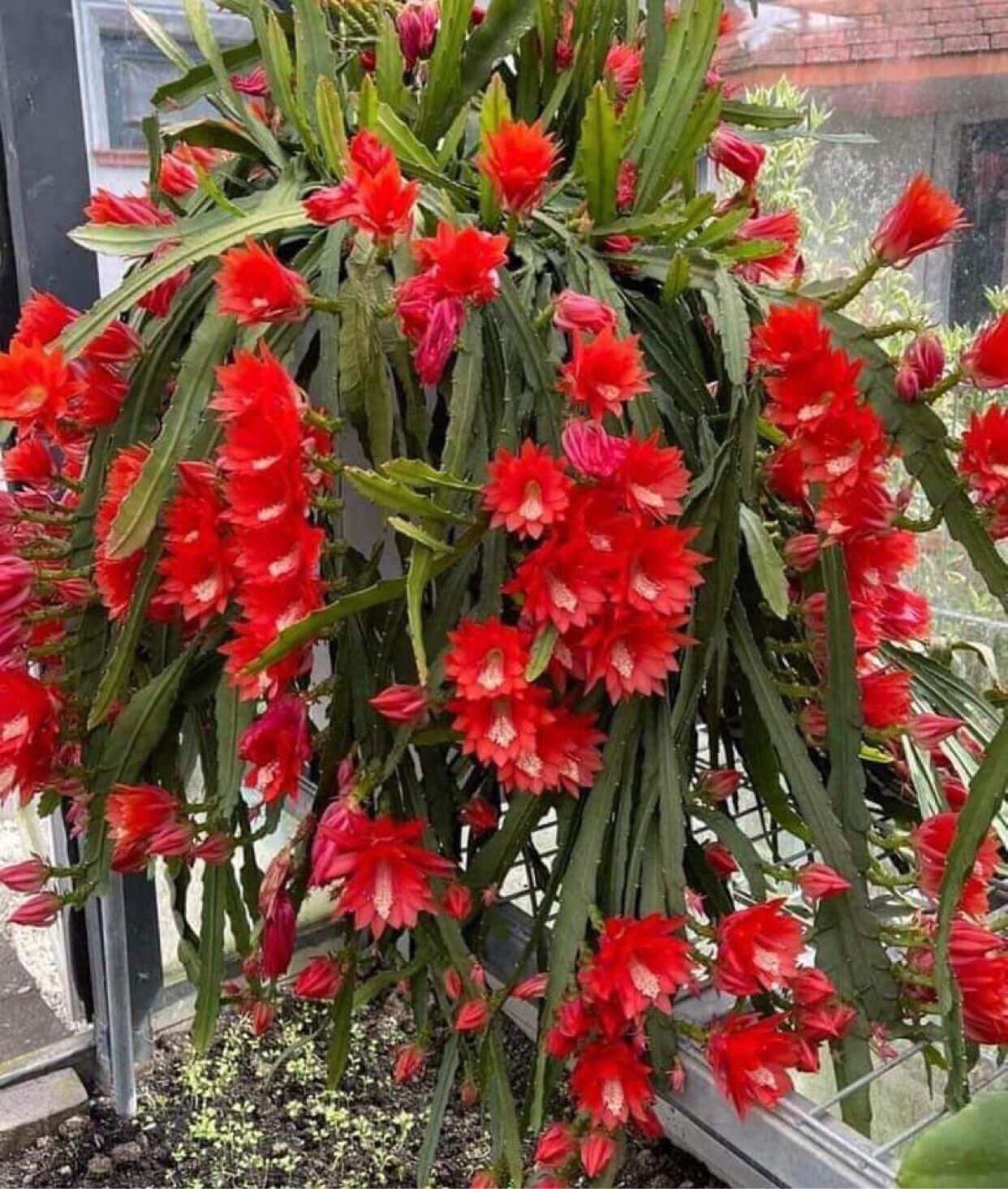 Đại Nhật Quỳnh màu Đẹp- Độc-Lạ (chậu giống)