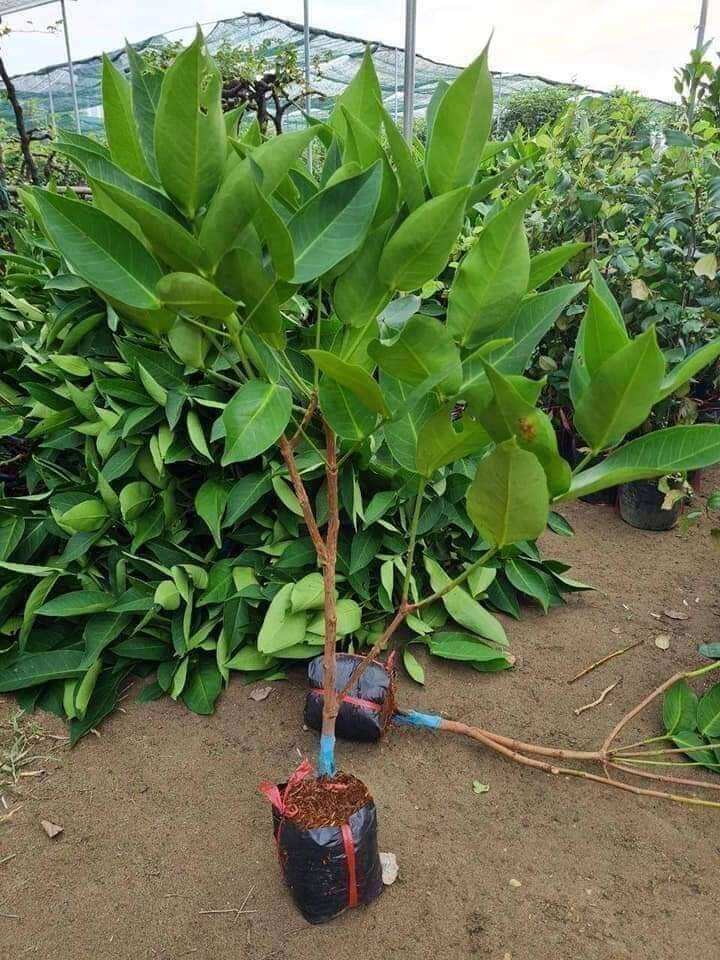 Cây giống roi mận đỏ