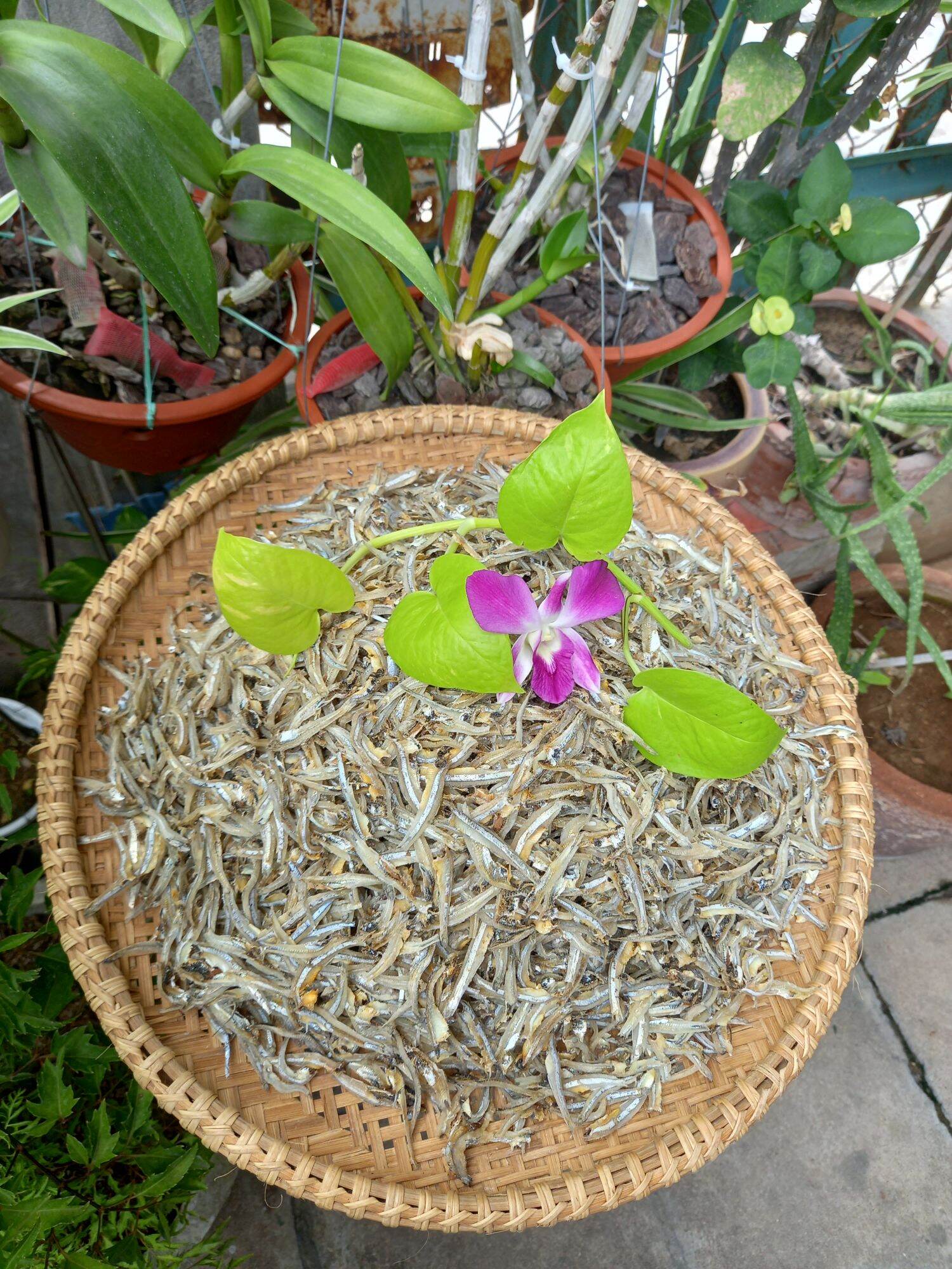 0.5 kg cá cơm xẻ