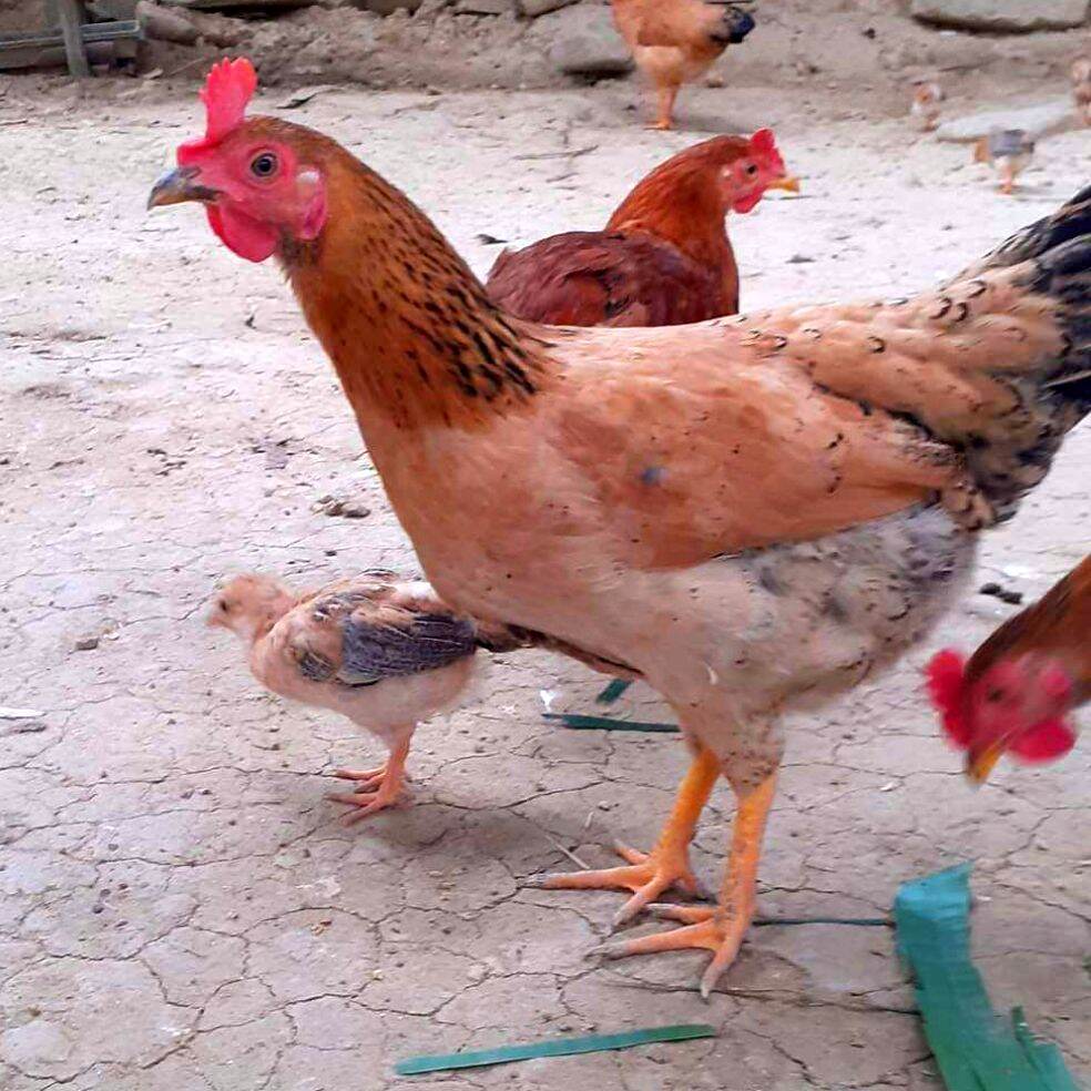 Trứng Gà Ri thuần chủng ấp nở con giống 20 trứng