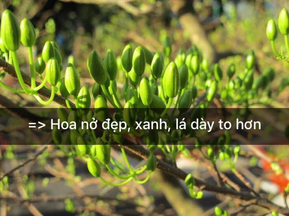 Phân bón lá giúp RỤNG Lá cây Mai, cây Đào đồng loạt an toàn cho Cây [Hàng Chính Hãng] tiết kiệm công lặt lá nhanh gói 200g