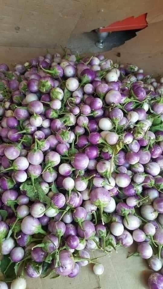 Hạt giống cà pháo tím