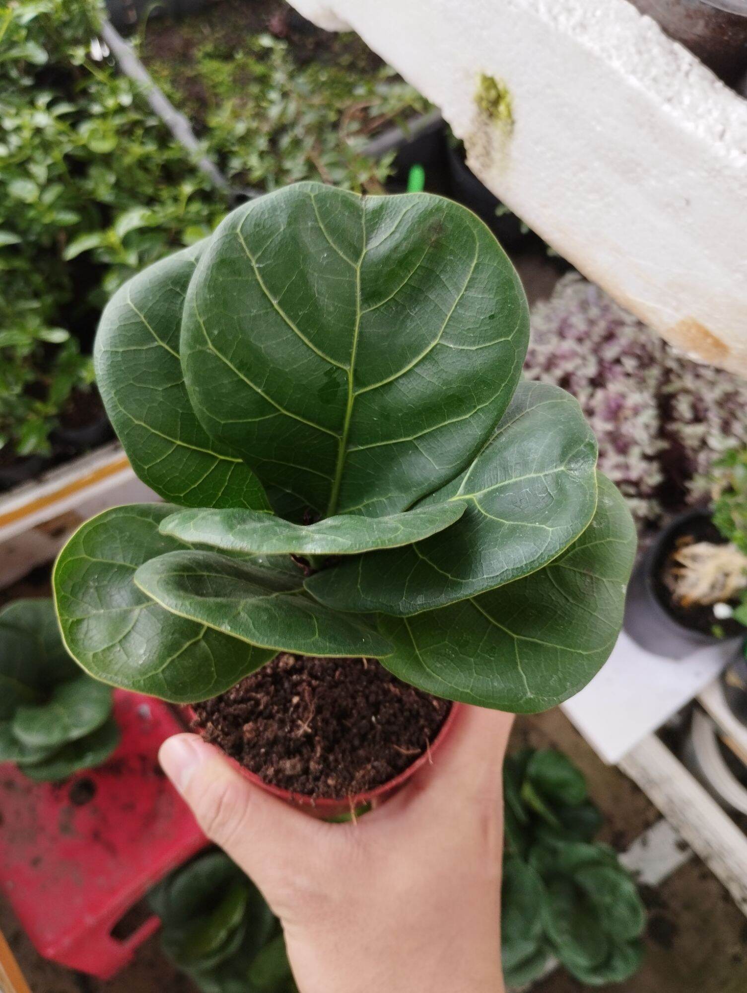 Cây bàng singapore mini để bàn cao 15cm