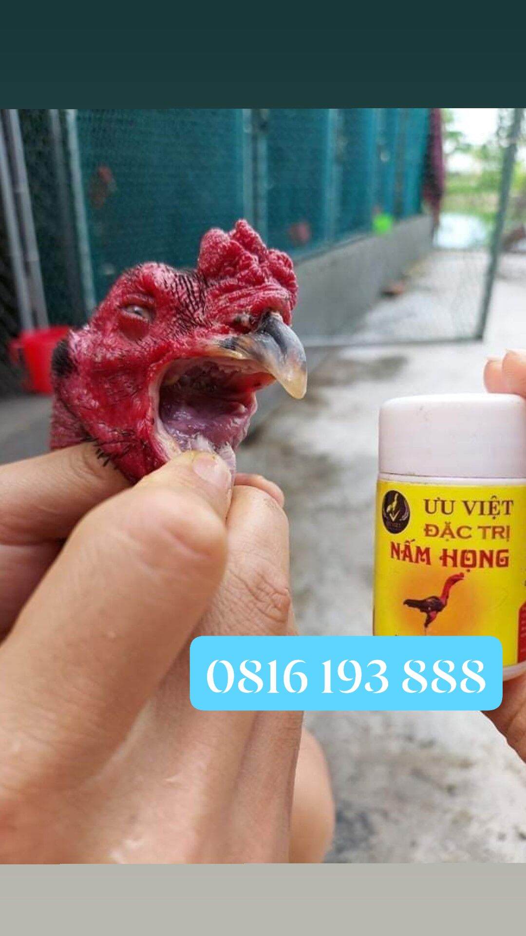 Nấm họng ưu việt cho gà chọi, gà đá