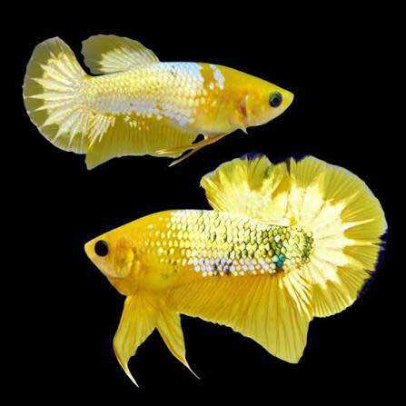 Betta yellow fancy ( 1 trống đẹp+1 mái) đã form đẹp, hoàn tiền rủi ro khi có clip khui hàng - Q3 - NH - 2
