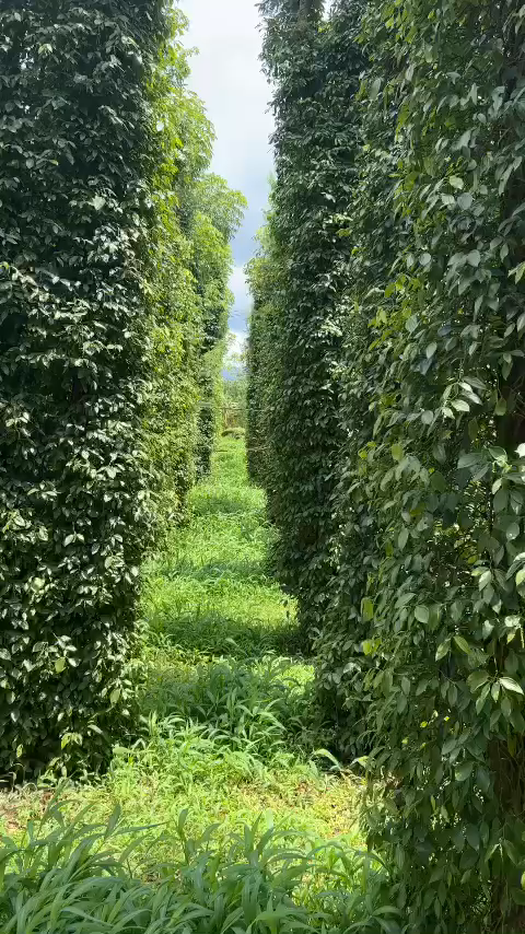 Tiêu tươi muối Bàu Mây Hữu cơ