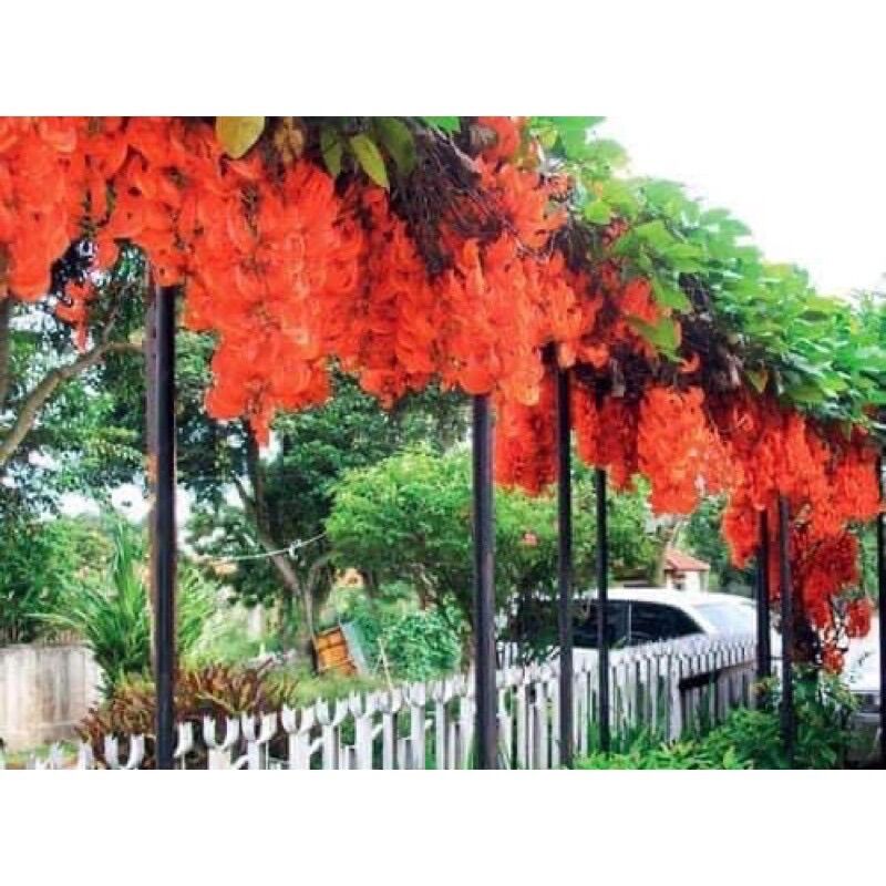 Cây hoa leo móngcọp