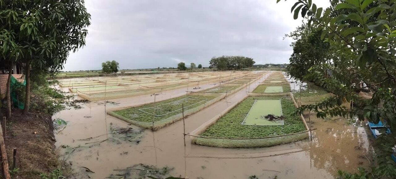 Tráng lồng vèo lưới  nuôi ốc ếch cá 6x3x1 ( loại 3li )