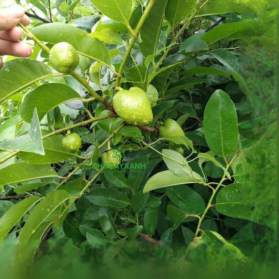 Cây bình bát giống