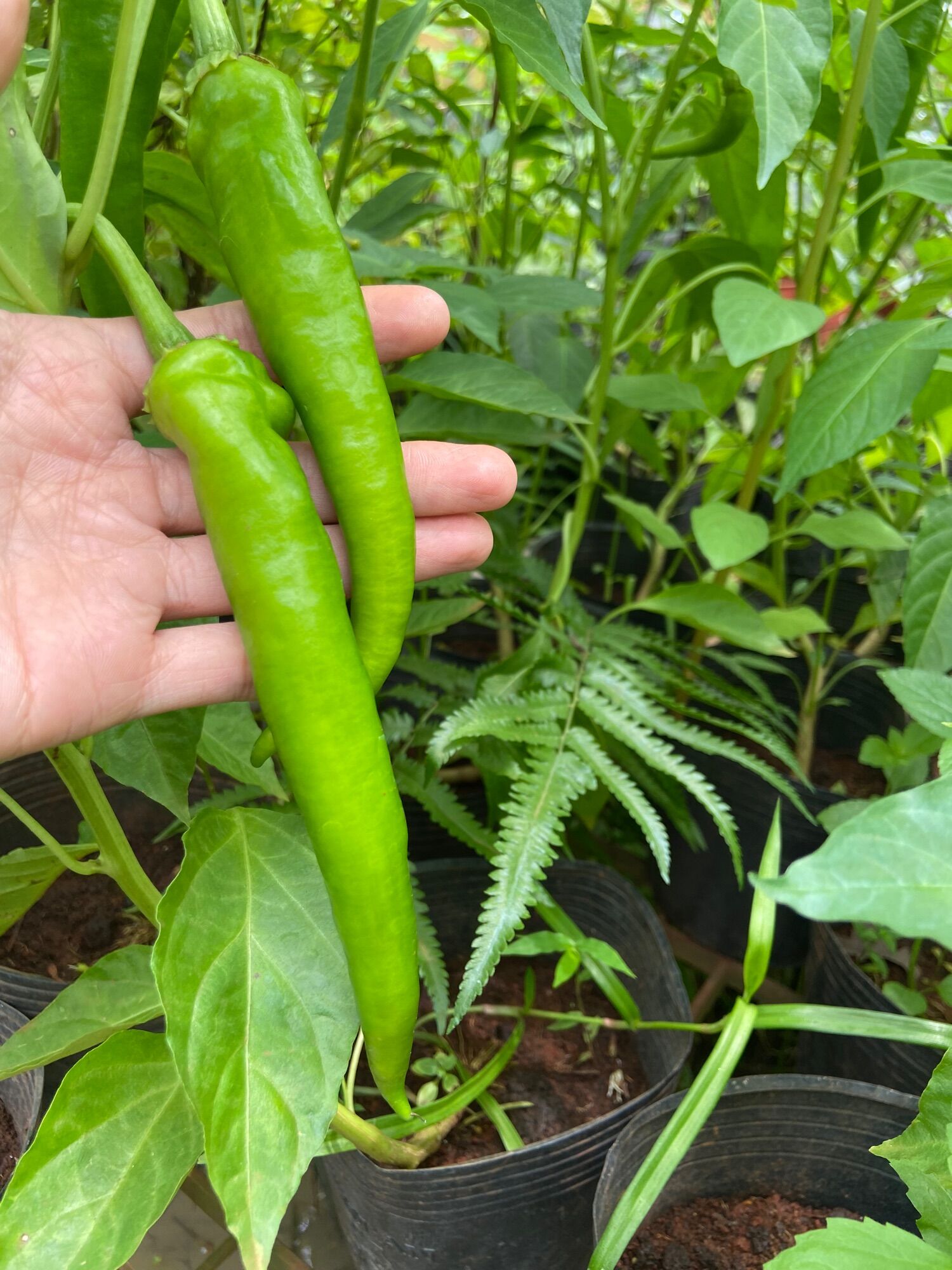 Quả ớt Dưa chuột (ớt ngọt Hàn Quốc), giòn ngọt ít cay